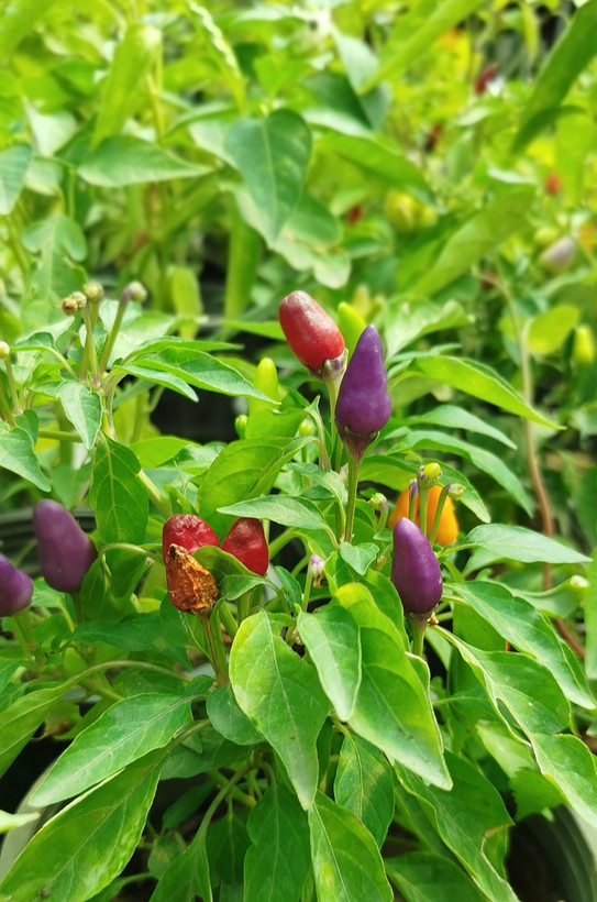 فلفل زینتی بنفش،قرمز گلدانی | قیمت فلفل تزیینی خاص و پربار - گرین نفس🌶️💜