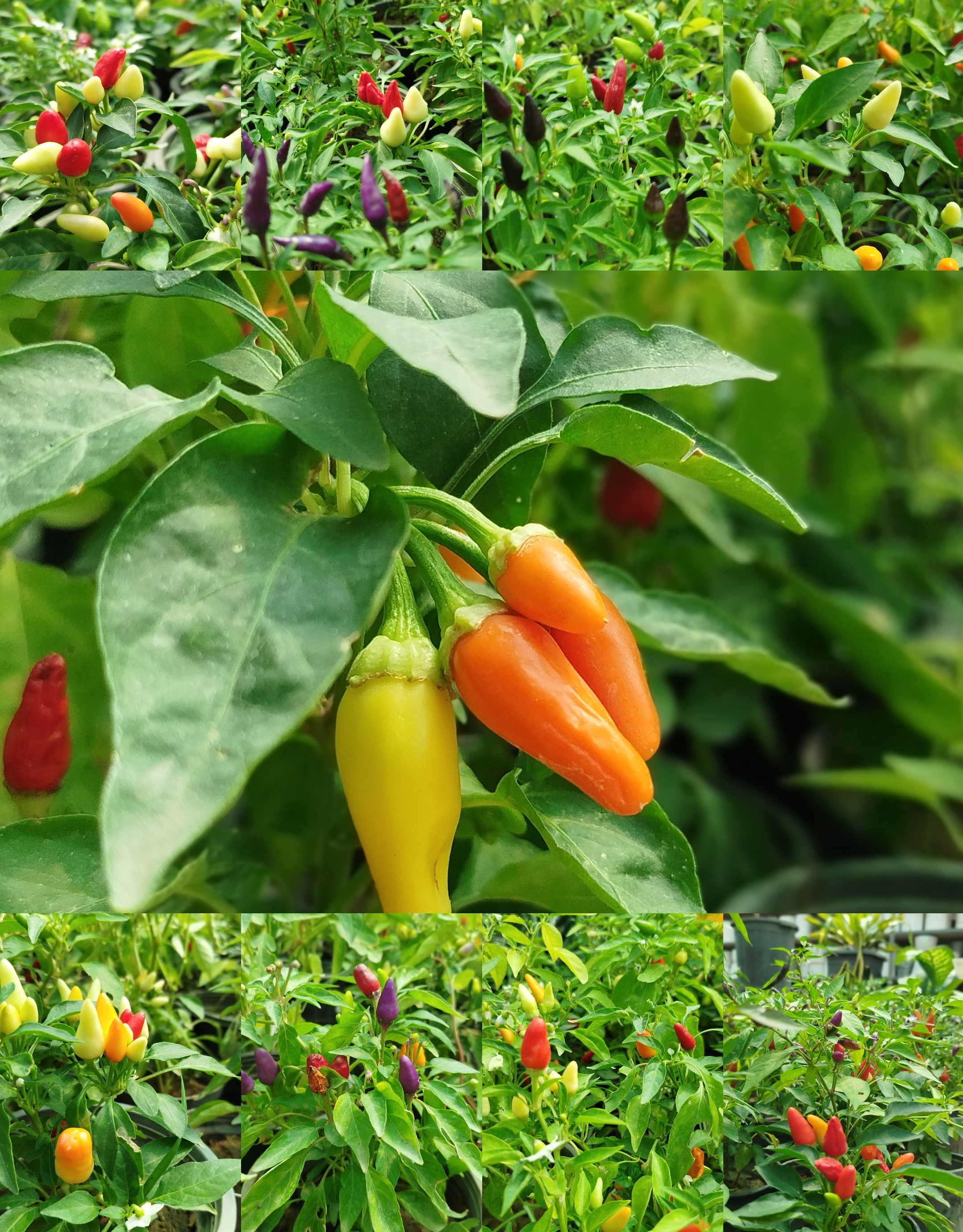فلفل زینتی بنفش،قرمز گلدانی | قیمت فلفل تزیینی خاص و پربار - گرین نفس🌶️💜