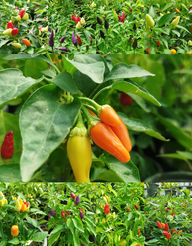 فلفل زینتی بنفش،قرمز گلدانی | قیمت فلفل تزیینی خاص و پربار - گرین نفس🌶️💜