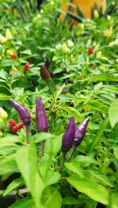 فلفل زینتی بنفش،قرمز گلدانی | قیمت فلفل تزیینی خاص و پربار - گرین نفس🌶️💜