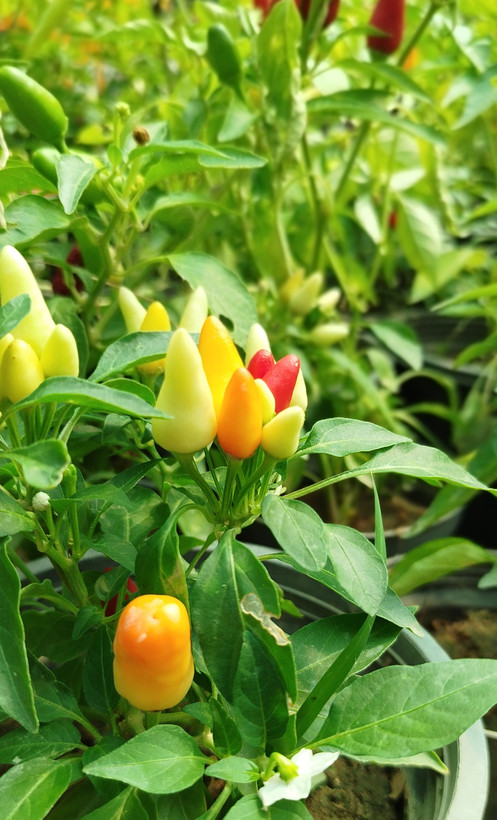 فلفل زینتی بنفش،قرمز گلدانی | قیمت فلفل تزیینی خاص و پربار - گرین نفس🌶️💜