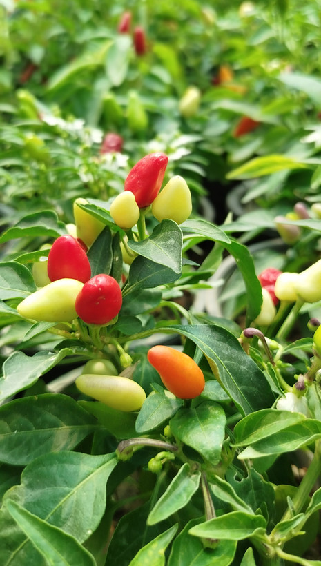 فلفل زینتی بنفش،قرمز گلدانی | قیمت فلفل تزیینی خاص و پربار - گرین نفس🌶️💜
