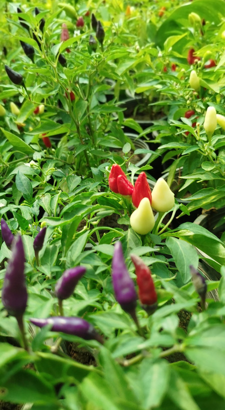 فلفل زینتی بنفش،قرمز گلدانی | قیمت فلفل تزیینی خاص و پربار - گرین نفس🌶️💜