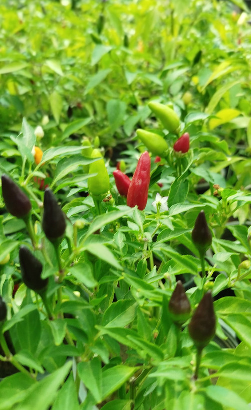 فلفل زینتی بنفش،قرمز گلدانی | قیمت فلفل تزیینی خاص و پربار - گرین نفس🌶️💜