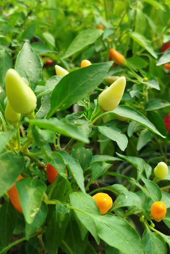 فلفل زینتی بنفش،قرمز گلدانی | قیمت فلفل تزیینی خاص و پربار - گرین نفس🌶️💜