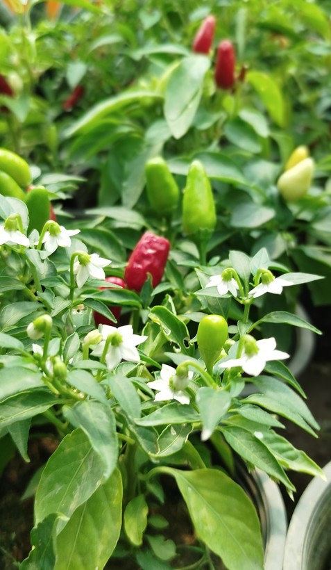 فلفل زینتی بنفش،قرمز گلدانی | قیمت فلفل تزیینی خاص و پربار - گرین نفس🌶️💜