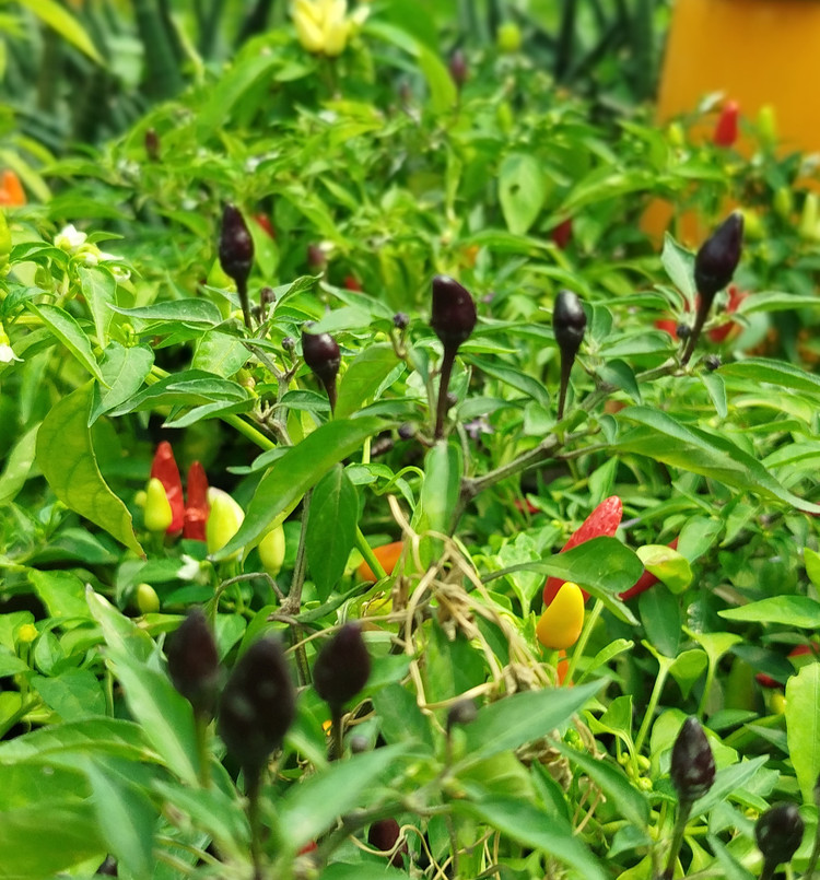 فلفل زینتی بنفش،قرمز گلدانی | قیمت فلفل تزیینی خاص و پربار - گرین نفس🌶️💜