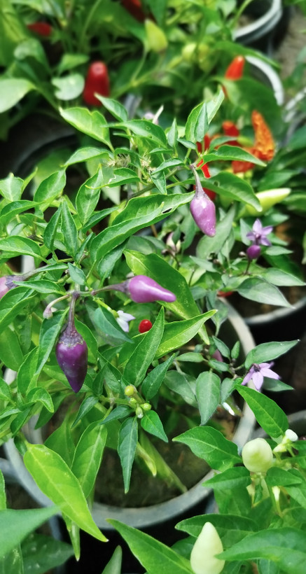 فلفل زینتی بنفش،قرمز گلدانی | قیمت فلفل تزیینی خاص و پربار - گرین نفس🌶️💜