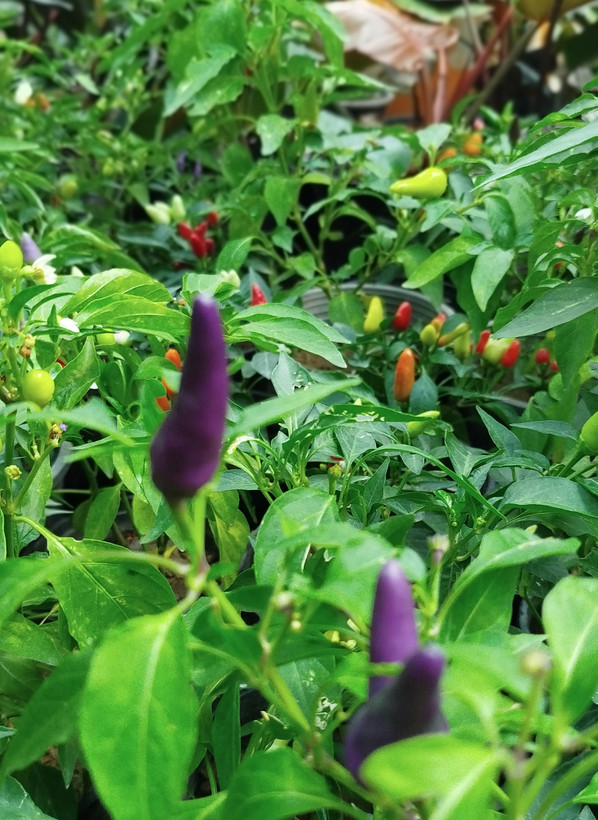 فلفل زینتی بنفش،قرمز گلدانی | قیمت فلفل تزیینی خاص و پربار - گرین نفس🌶️💜