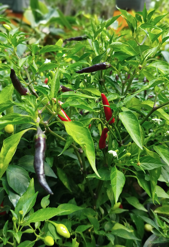 فلفل زینتی بنفش،قرمز گلدانی | قیمت فلفل تزیینی خاص و پربار - گرین نفس🌶️💜