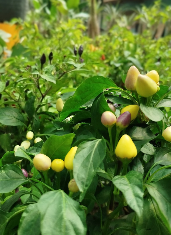 فلفل زینتی بنفش،قرمز گلدانی | قیمت فلفل تزیینی خاص و پربار - گرین نفس🌶️💜