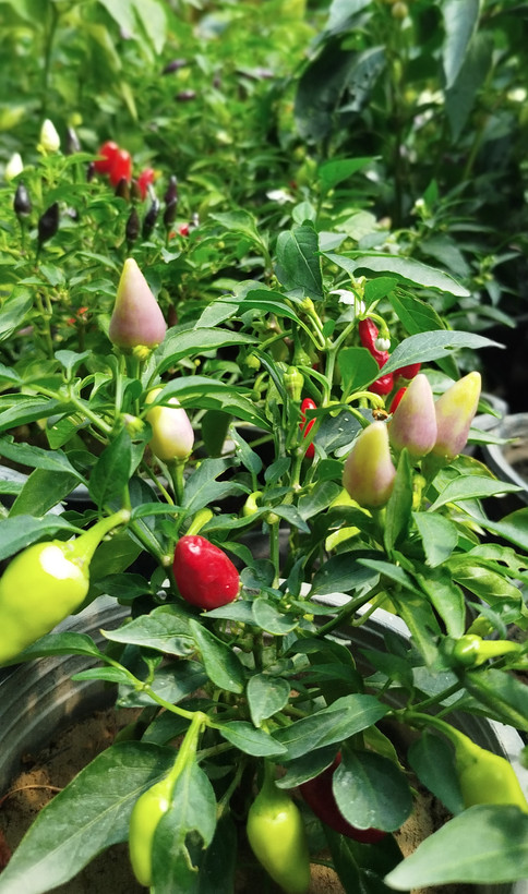 فلفل زینتی بنفش،قرمز گلدانی | قیمت فلفل تزیینی خاص و پربار - گرین نفس🌶️💜
