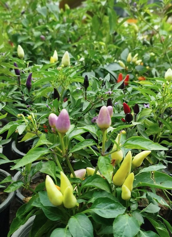 فلفل زینتی بنفش،قرمز گلدانی | قیمت فلفل تزیینی خاص و پربار - گرین نفس🌶️💜