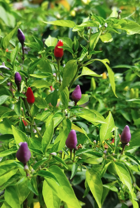 فلفل زینتی بنفش،قرمز گلدانی | قیمت فلفل تزیینی خاص و پربار - گرین نفس🌶️💜