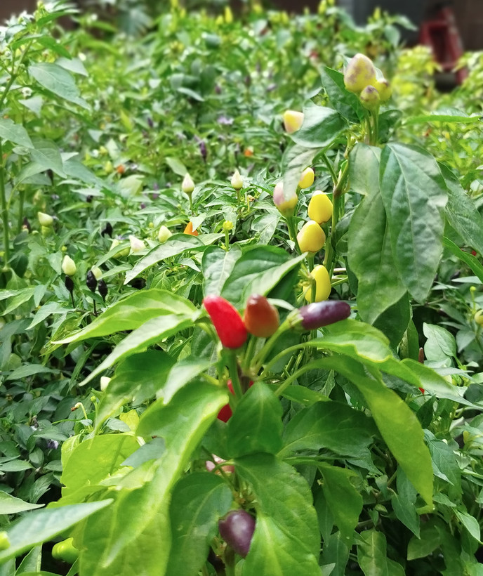 فلفل زینتی بنفش،قرمز گلدانی | قیمت فلفل تزیینی خاص و پربار - گرین نفس🌶️💜