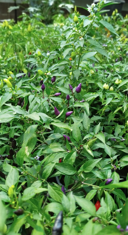 فلفل زینتی بنفش،قرمز گلدانی | قیمت فلفل تزیینی خاص و پربار - گرین نفس🌶️💜