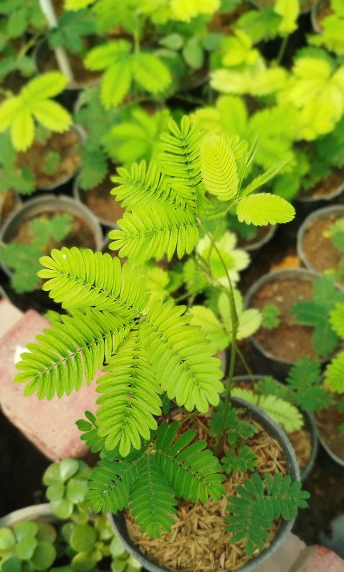 گل قهر و آشتی (گیاه حساس) | قیمت میموزا پودیکا باکیفیت - گرین نفس🌿👋