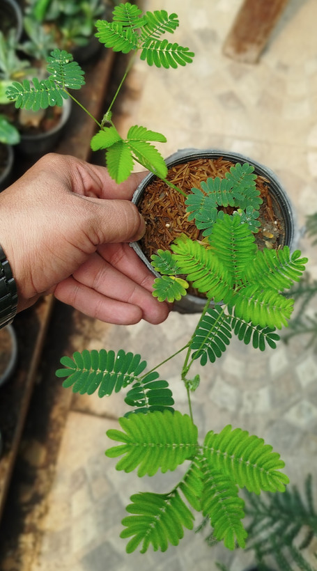 گل قهر و آشتی (گیاه حساس) | قیمت میموزا پودیکا باکیفیت - گرین نفس🌿👋