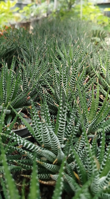 هاورتیا گورخری مادری پرپشت | قیمت ساکولنت هاورتیا آتنواتا کلکسیونی - گرین نفس 🦓🌵✨