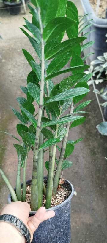 زاموفیلیا سبز چند شاخه مادری | قیمت زاموفیلیا متوسط ریشهپر - گرین نفس 🪴💚✨