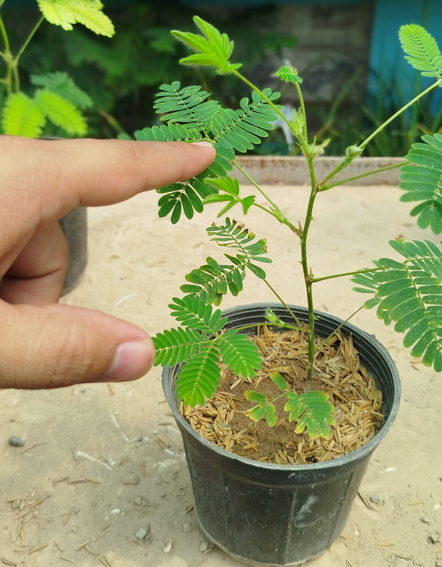گل قهر و آشتی (گیاه حساس) | قیمت میموزا پودیکا باکیفیت - گرین نفس🌿👋