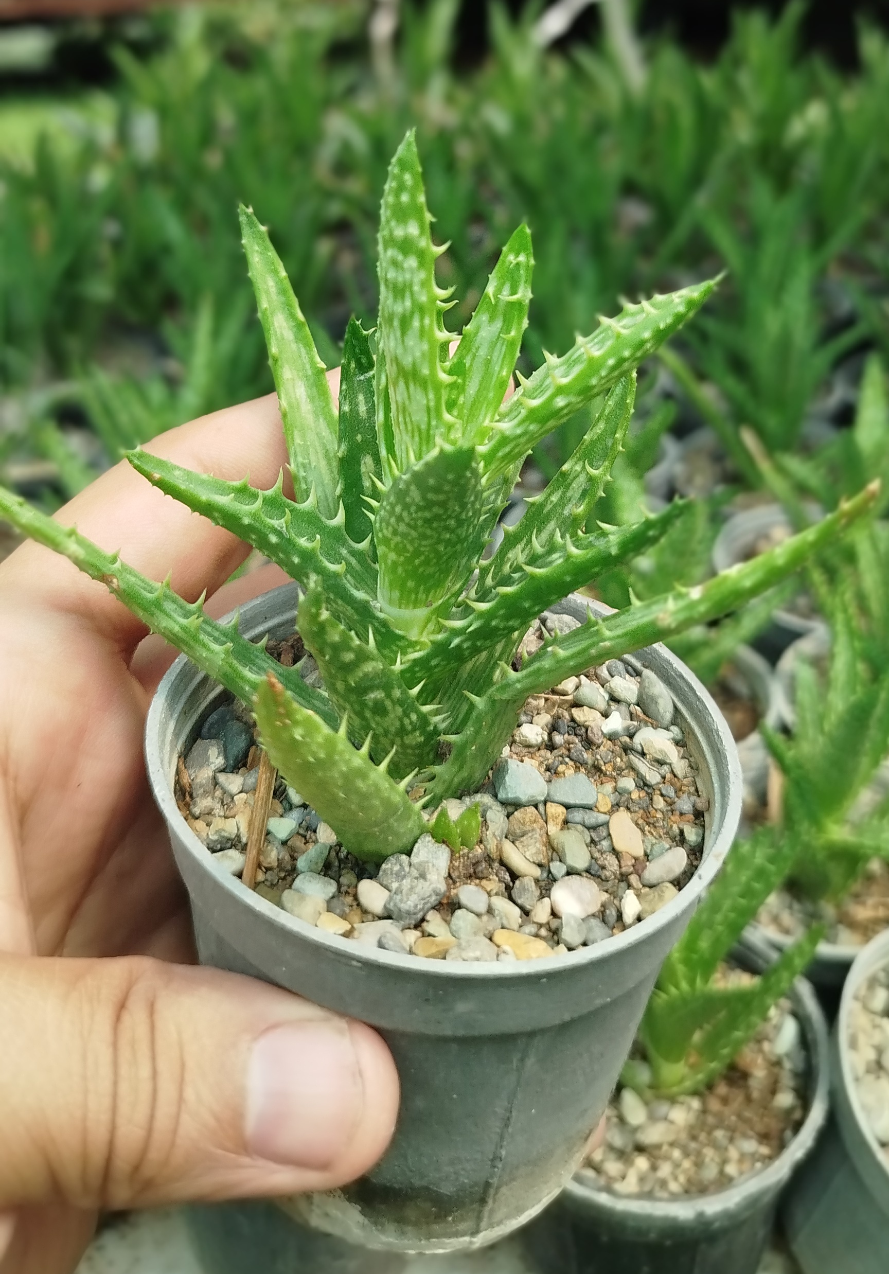 خرید-ساکولنت-آلوئه-دندان-ببری-مینیاتوری-سالم-در-گلدان-نشایی-گلخانه-گرین-نفس