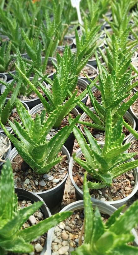 خرید ساکولنت آلوئه دندان ببری (Aloe juvenna) مینیاتوری | قیمت آلوئه جوونا - گرین نفس 🐯🌵✨