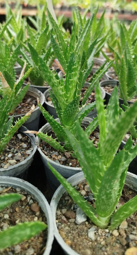 خرید ساکولنت آلوئه دندان ببری (Aloe juvenna) مینیاتوری | قیمت آلوئه جوونا - گرین نفس 🐯🌵✨