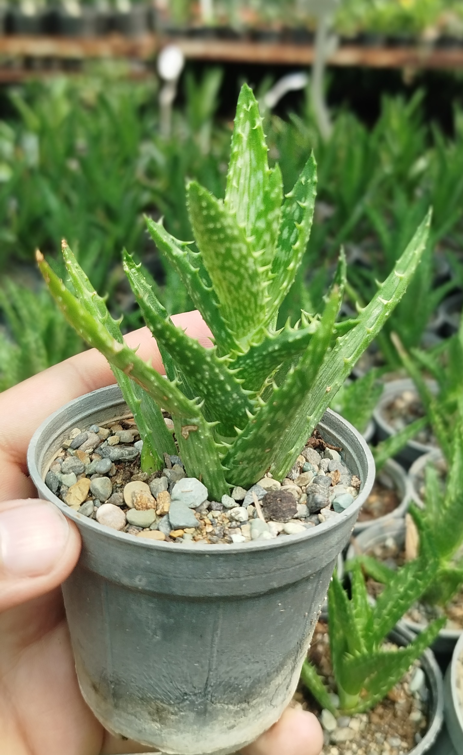 خرید ساکولنت آلوئه دندان ببری (Aloe juvenna) مینیاتوری | قیمت آلوئه جوونا - گرین نفس 🐯🌵✨