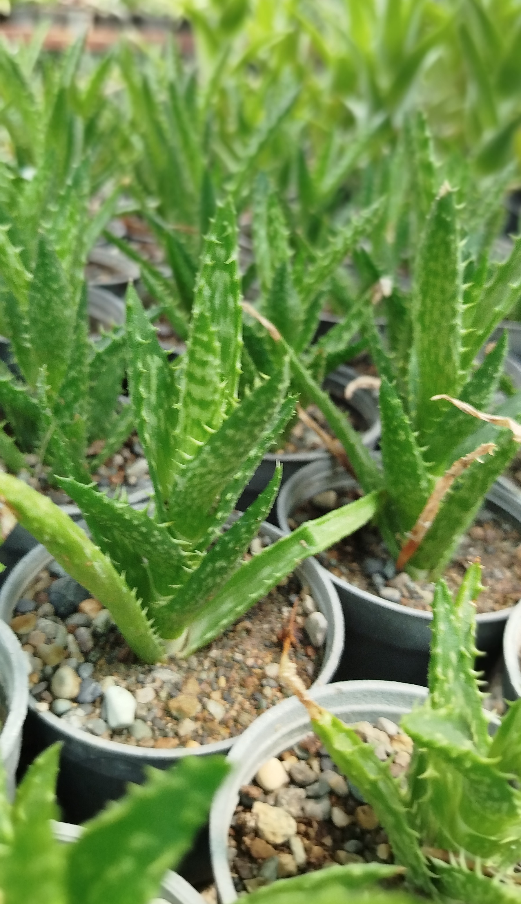 خرید ساکولنت آلوئه دندان ببری (Aloe juvenna) مینیاتوری | قیمت آلوئه جوونا - گرین نفس 🐯🌵✨