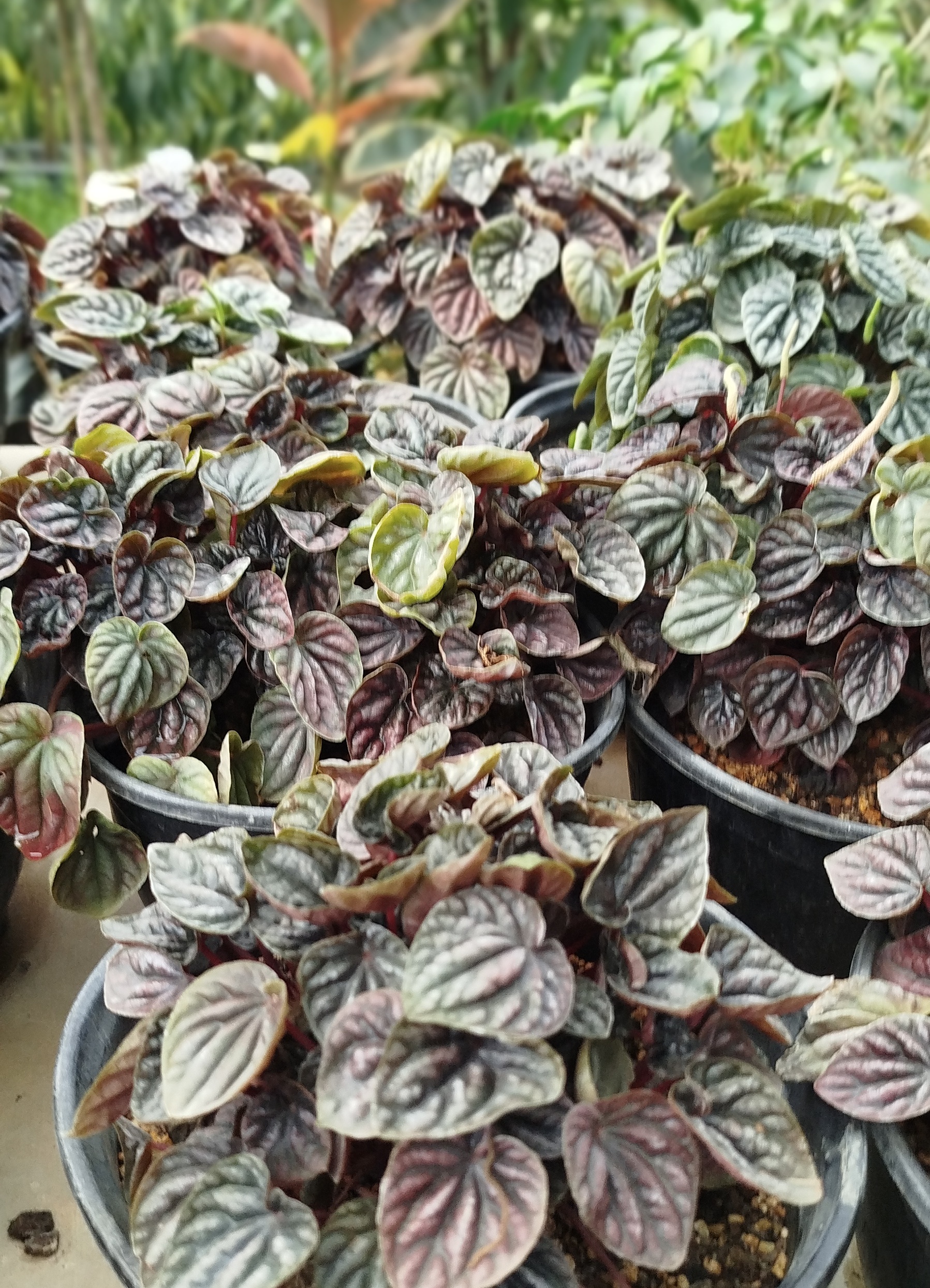 پپرومیا چروک مینیاتوری پرپشت | قیمت پپرومیا کاپراتا قرمز و ارغوانی - گرین نفس🍃💜✨