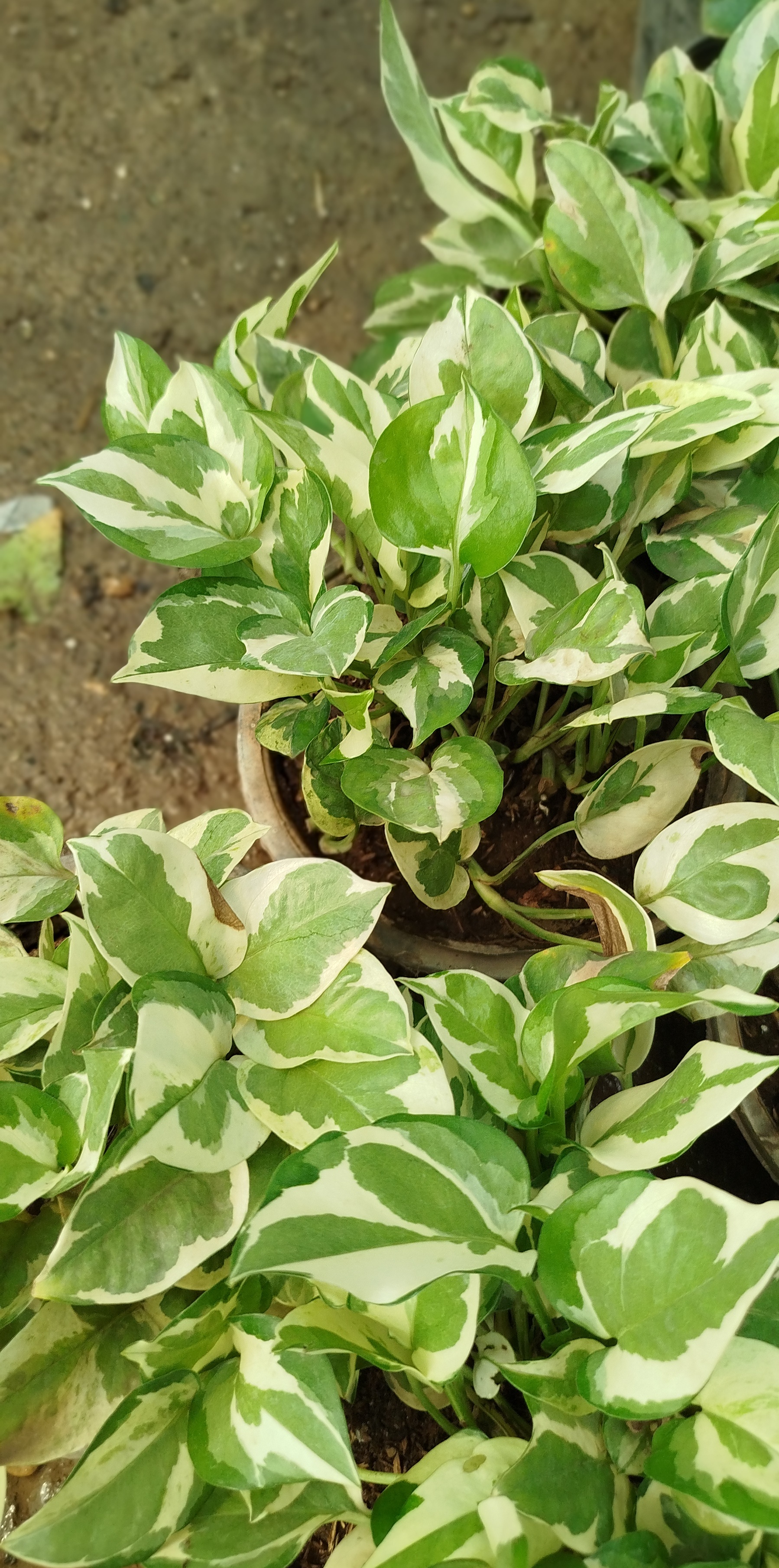گیاه پوتوس ارتشی، پوتوس ابلق سفید و سبز خاص - گرین نفس🌿🤍✨