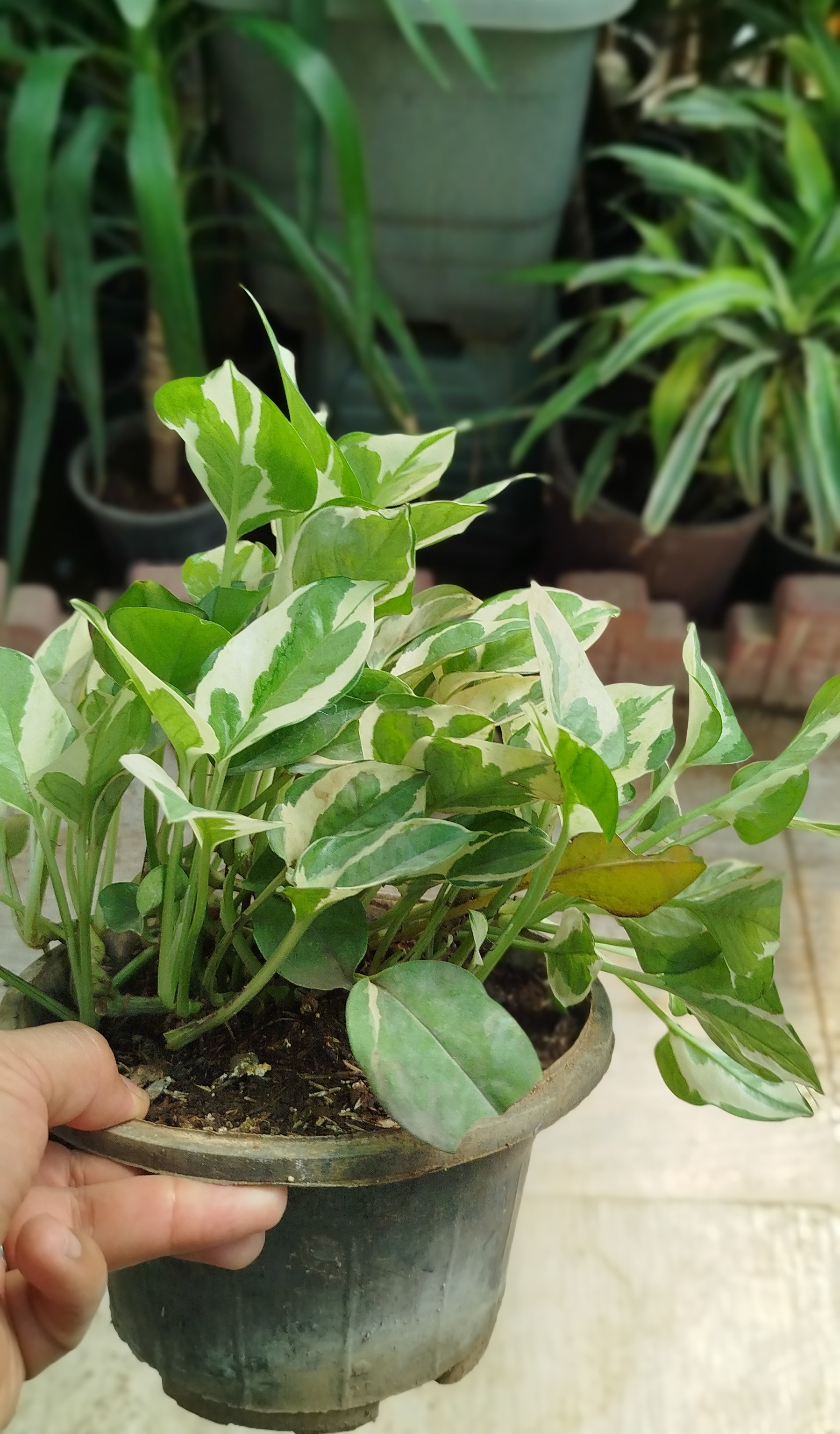 گیاه پوتوس ارتشی، پوتوس ابلق سفید و سبز خاص - گرین نفس🌿🤍✨