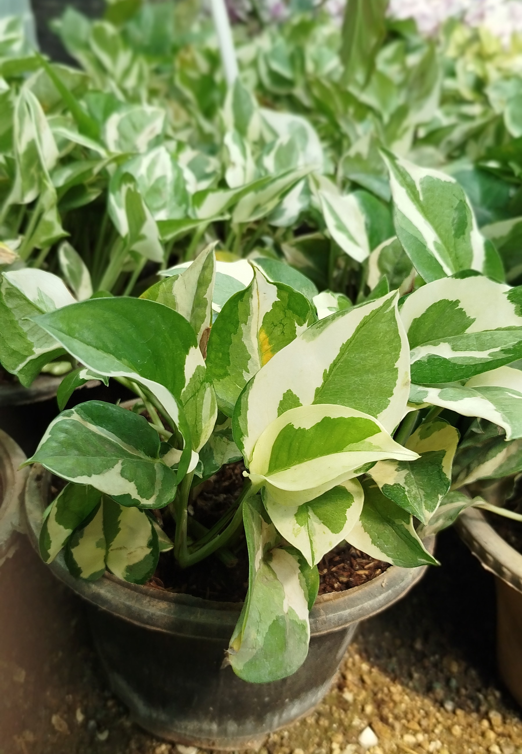 گیاه پوتوس ارتشی، پوتوس ابلق سفید و سبز خاص - گرین نفس🌿🤍✨