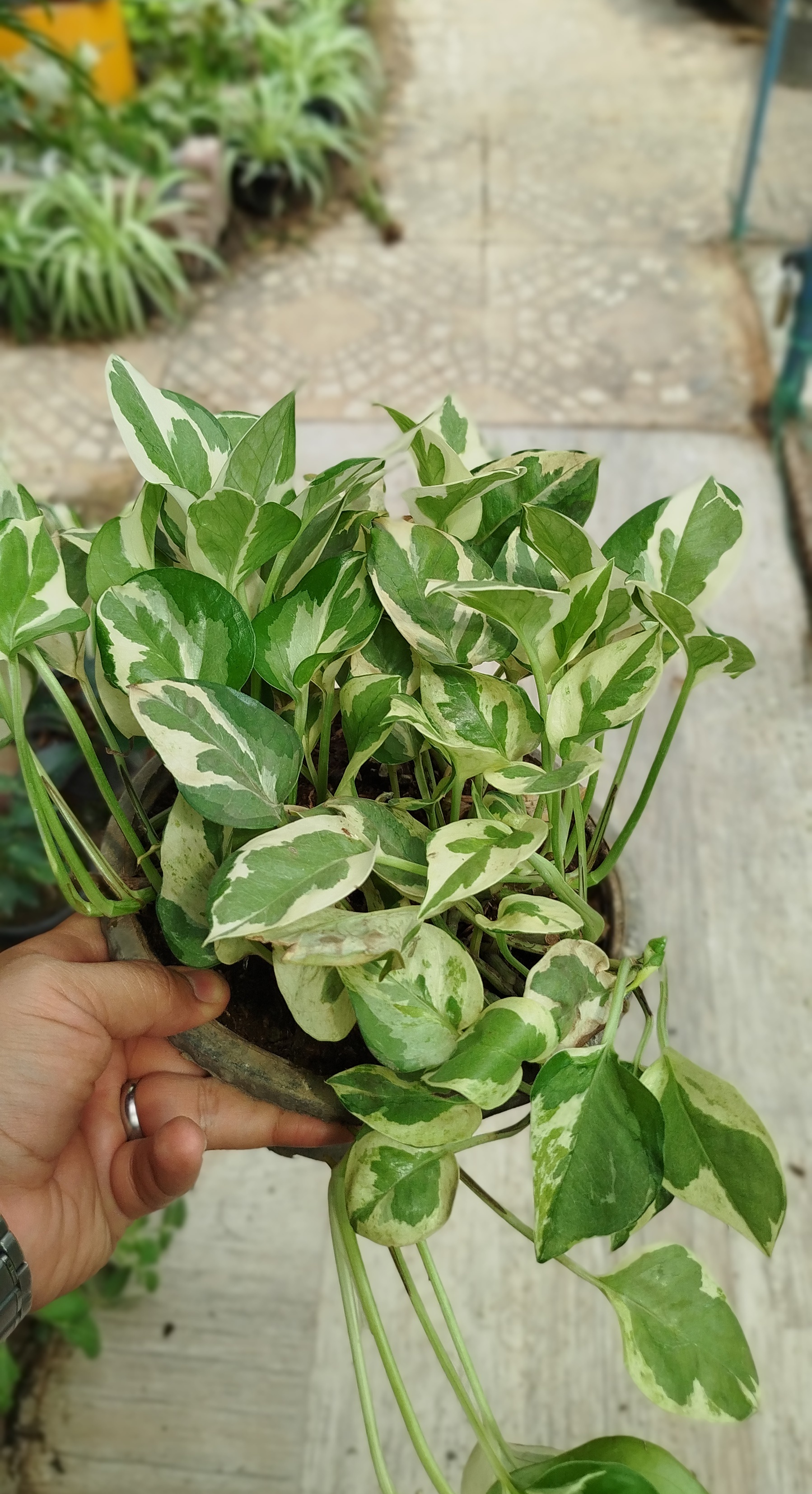 گیاه پوتوس ارتشی، پوتوس ابلق سفید و سبز خاص - گرین نفس🌿🤍✨