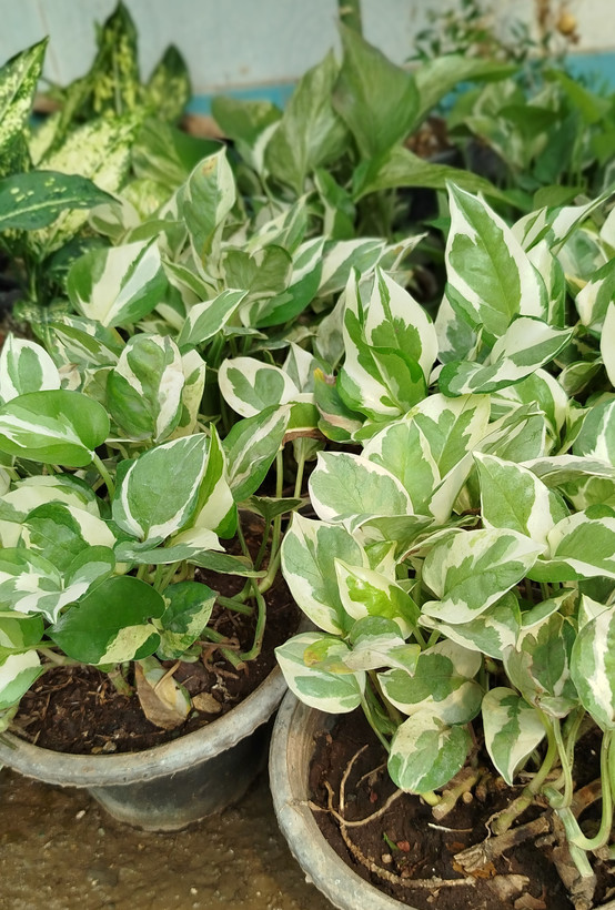 گیاه پوتوس ارتشی، پوتوس ابلق سفید و سبز خاص - گرین نفس🌿🤍✨