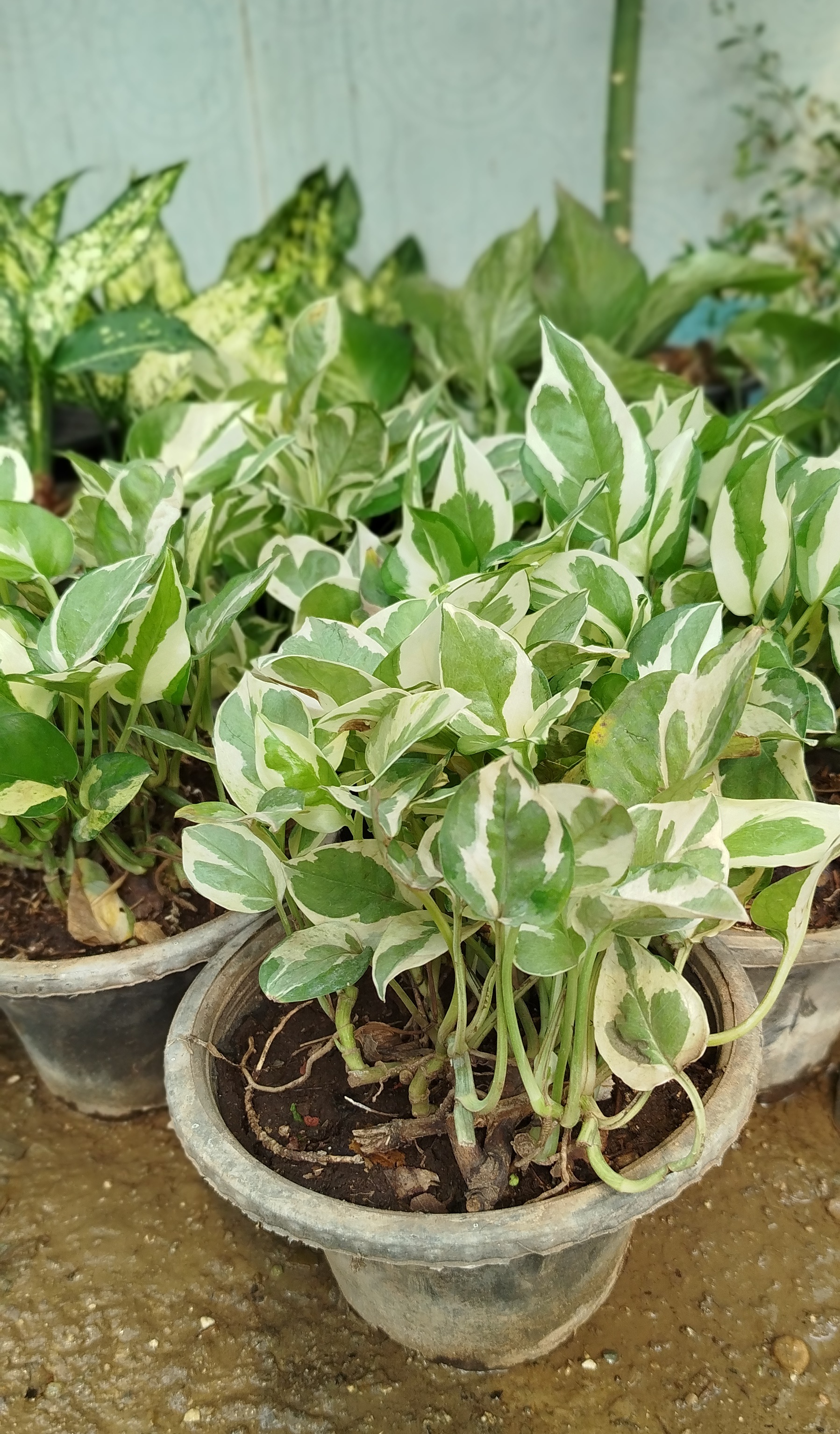 گیاه پوتوس ارتشی، پوتوس ابلق سفید و سبز خاص - گرین نفس🌿🤍✨