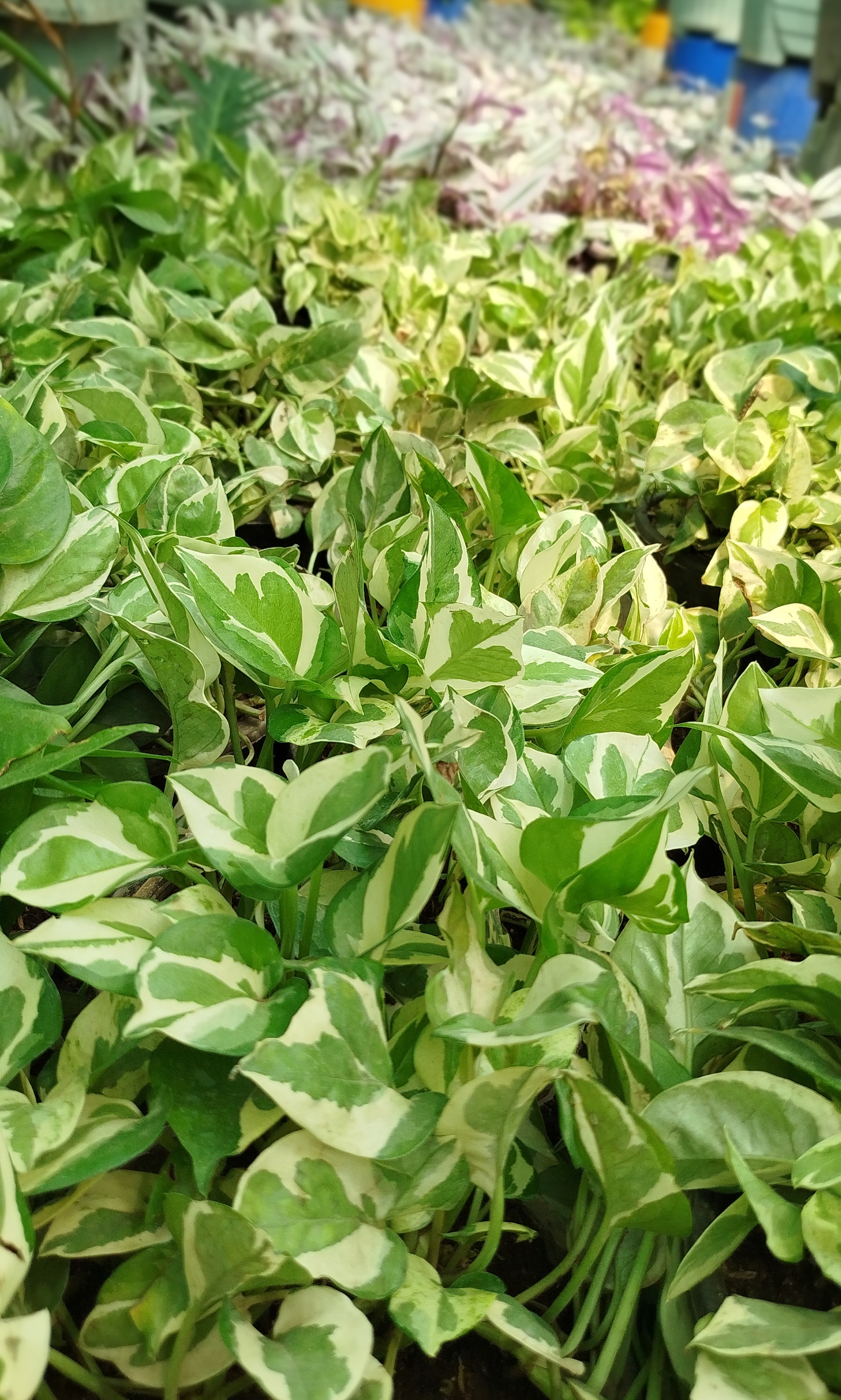 گیاه پوتوس ارتشی، پوتوس ابلق سفید و سبز خاص - گرین نفس🌿🤍✨
