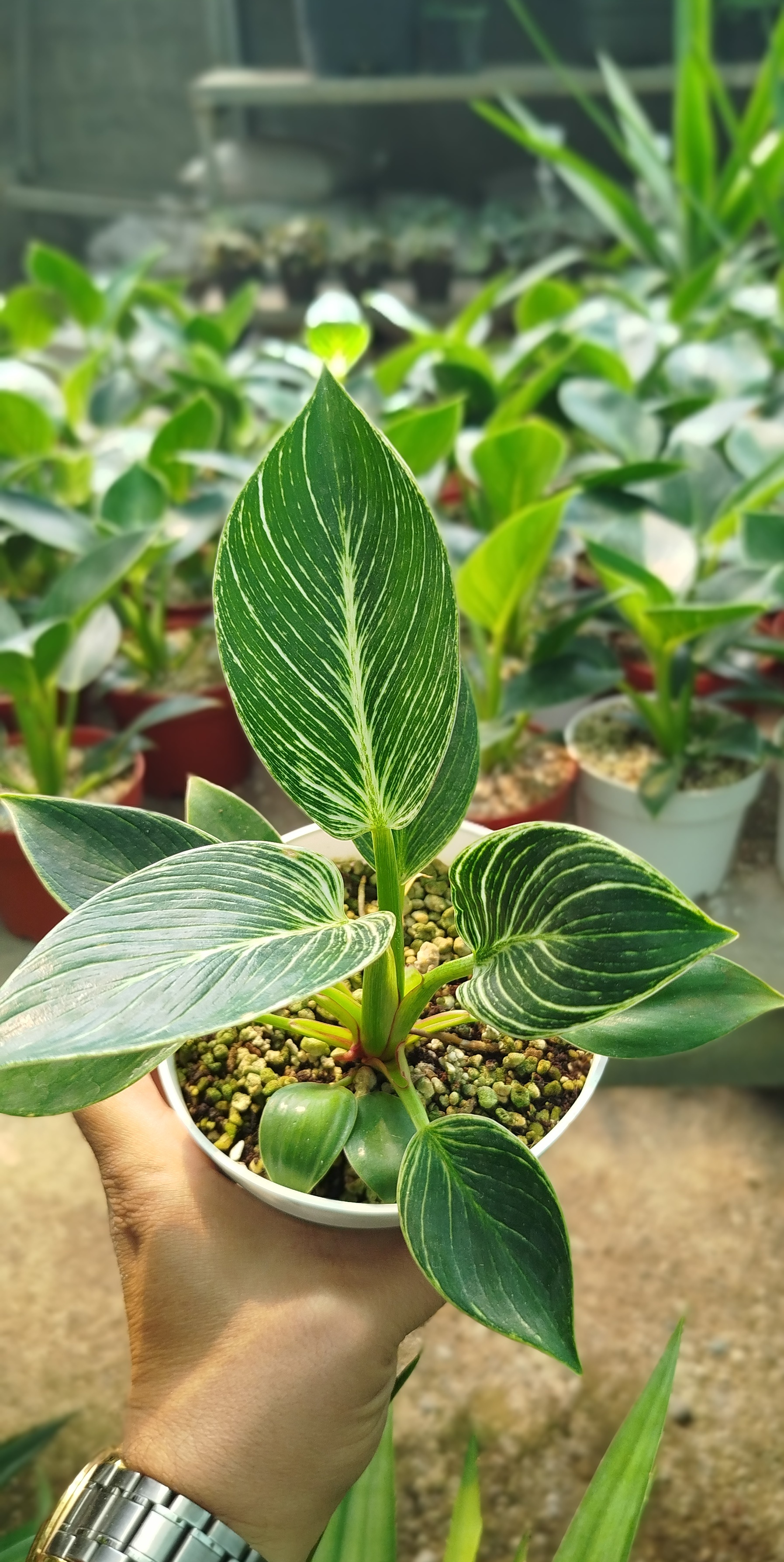 خرید-گیاه-فیلودندرون-بیرکین-Philodendron-Birkin-فیلودندرون-خطخطی-گیاه-آپارتمانی-لوکس-گرین-نفس