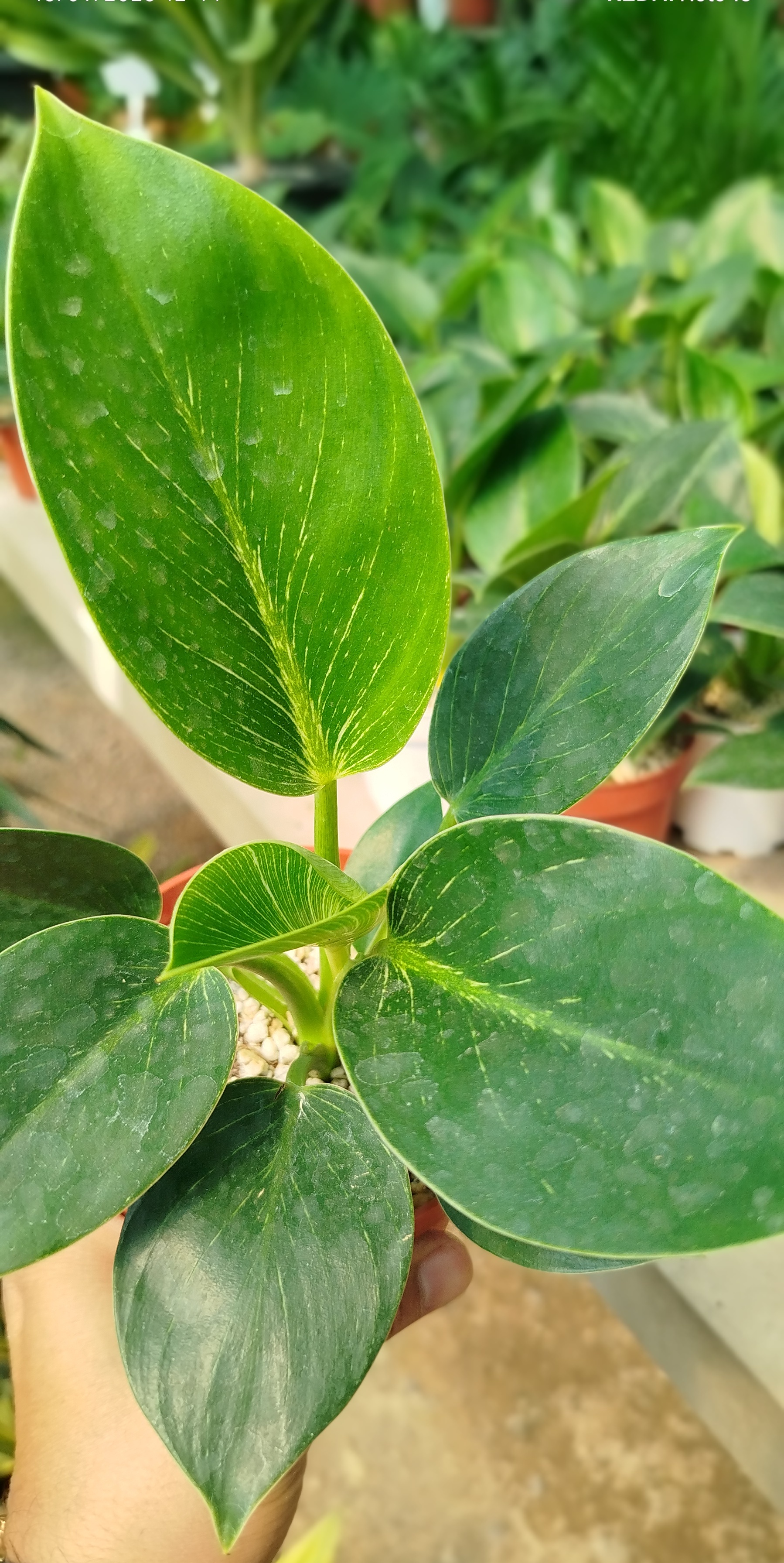 گیاه فیلودندرون برکین لوکس | فیلودندرون خطخطی با رگههای سفید - گرین نفس🌿 خطخطی مدرن ✨