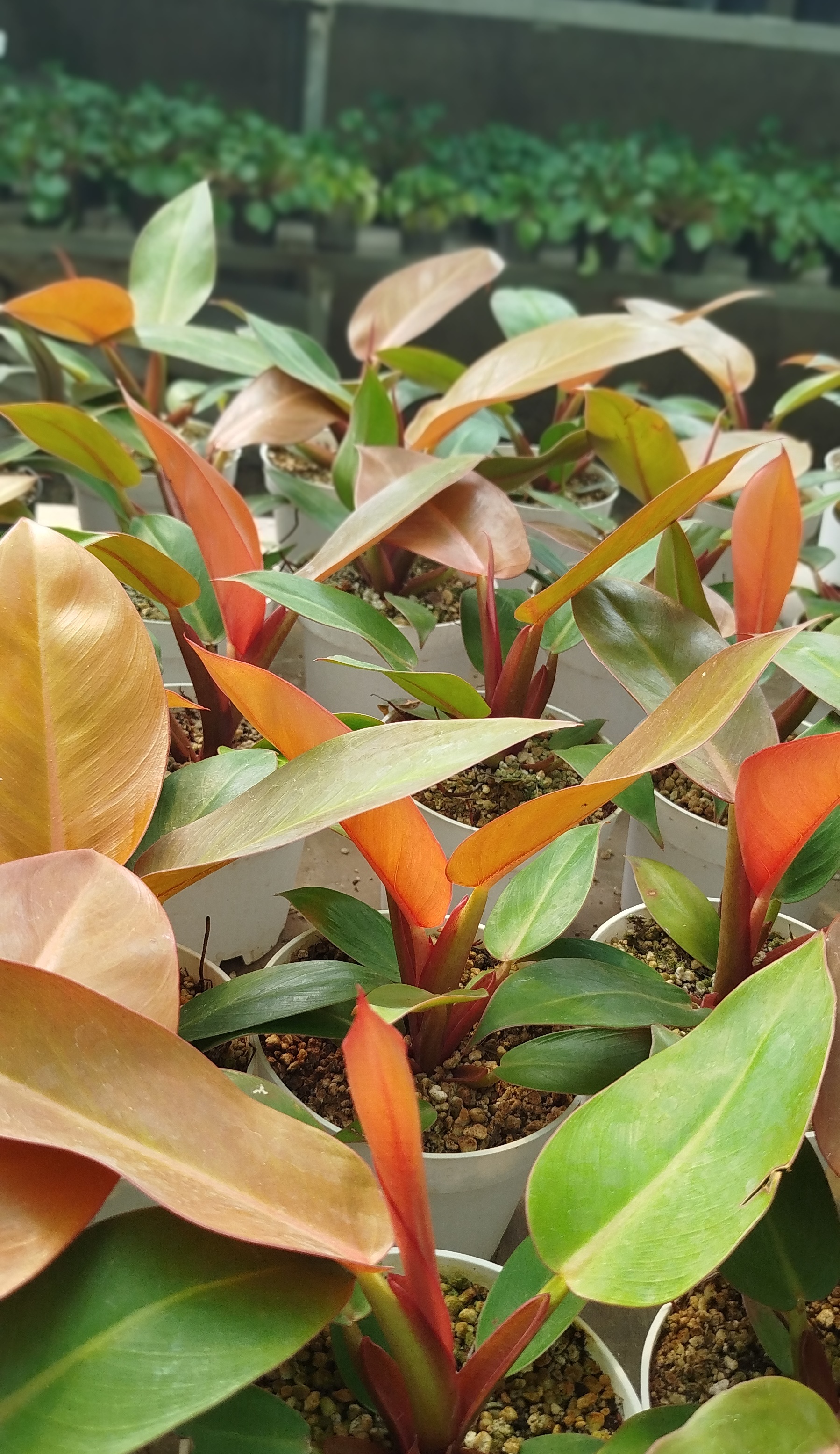 خرید-گیاه-فیلودندرون-پرنس-آف-اورنج-Philodendron-Prince-of-Orange-نارنجی-درخشان-گرین-نفس