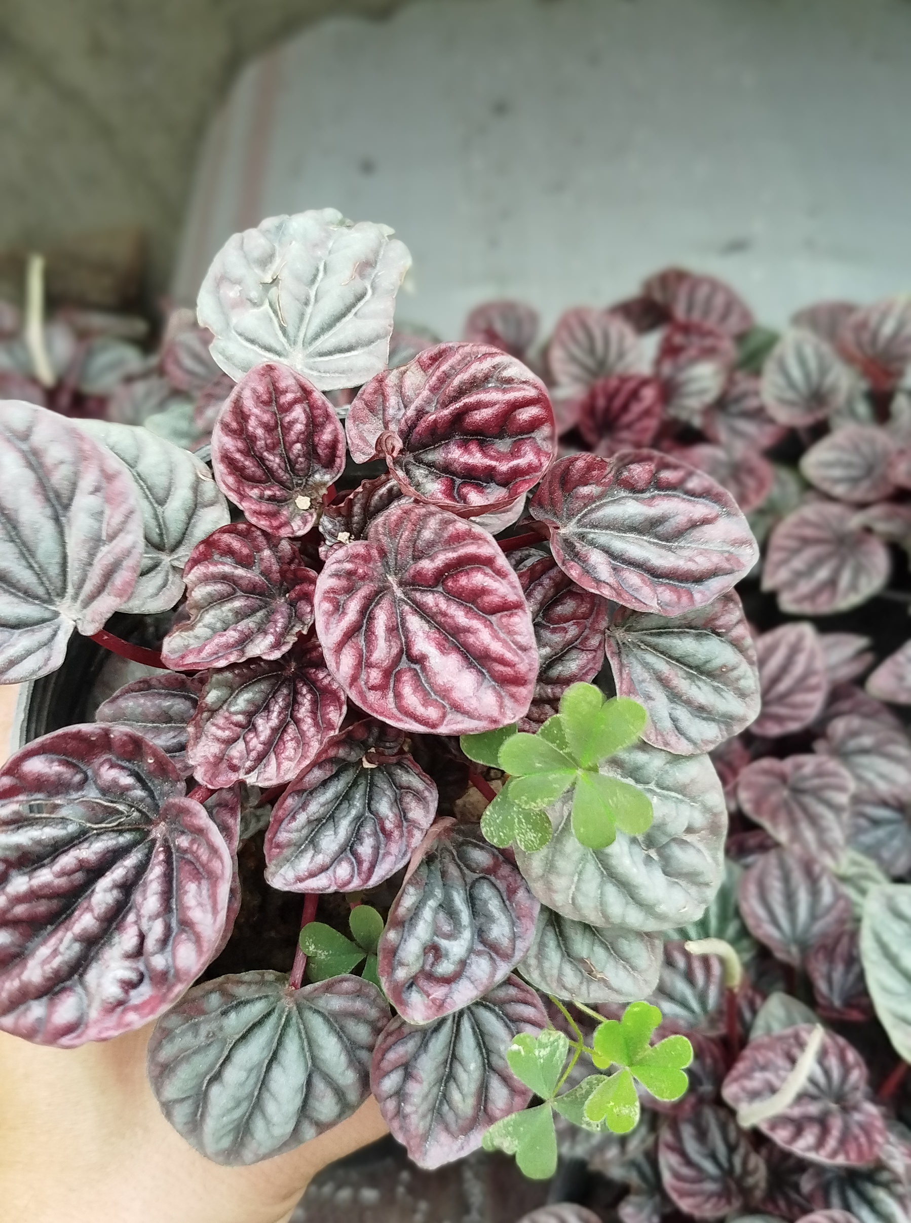 گیاه پیرومیا چروک قرمز (Peperomia Caperata) | پیرومیا متالیک لوکس و مینیاتوری - گرین نفس» 🔴🌿✨