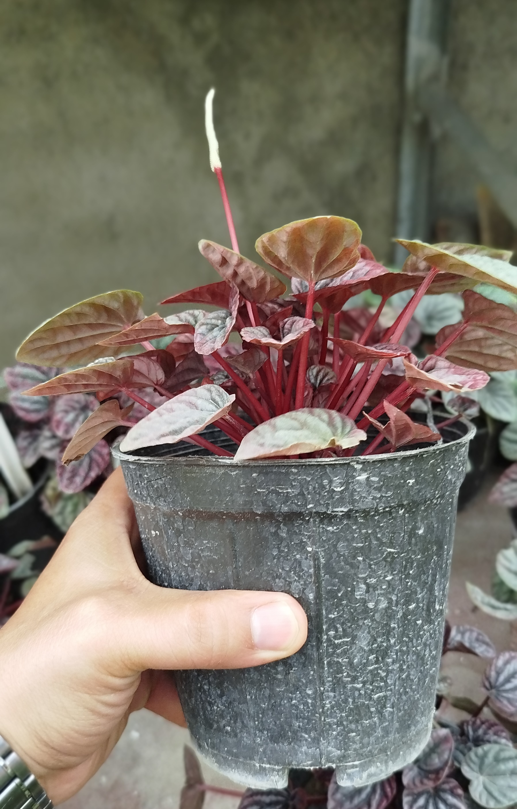گیاه پیرومیا چروک قرمز (Peperomia Caperata) | پیرومیا متالیک لوکس و مینیاتوری - گرین نفس» 🔴🌿✨