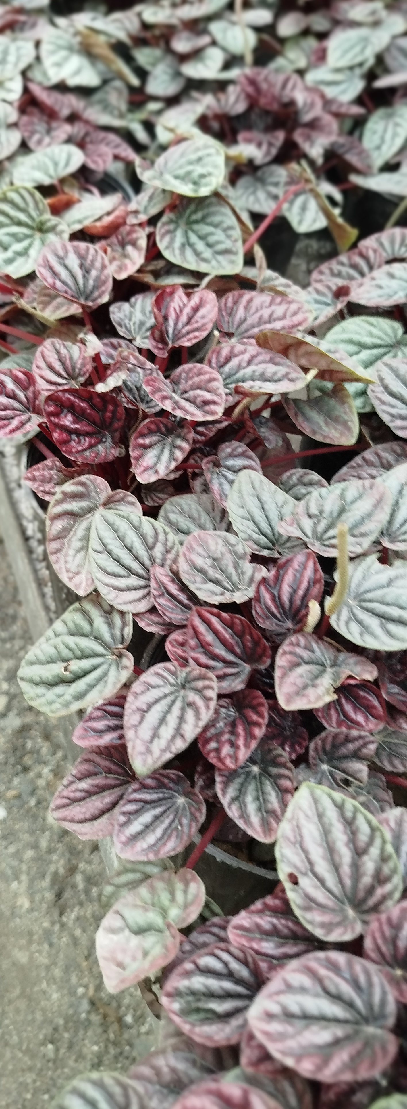گیاه پیرومیا چروک قرمز (Peperomia Caperata) | پیرومیا متالیک لوکس و مینیاتوری - گرین نفس» 🔴🌿✨