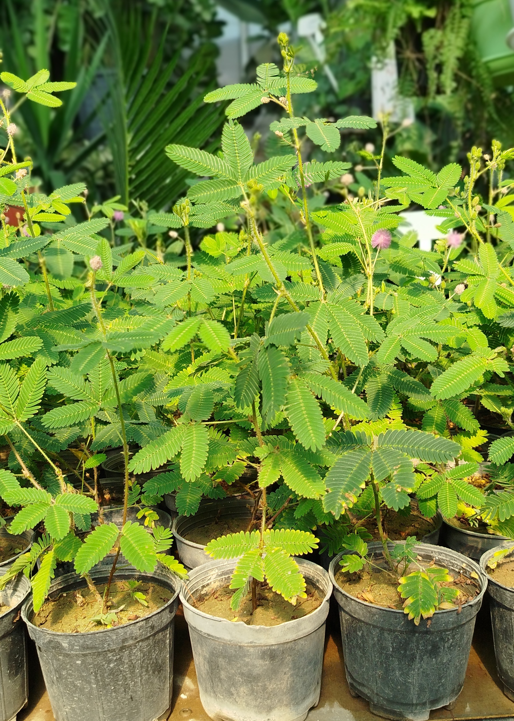 گل قهر و آشتی (Mimosa Pudica) | قیمت گیاه حساس و متحرک با گلهای صورتی - گرین نفس 🌸🌿✨