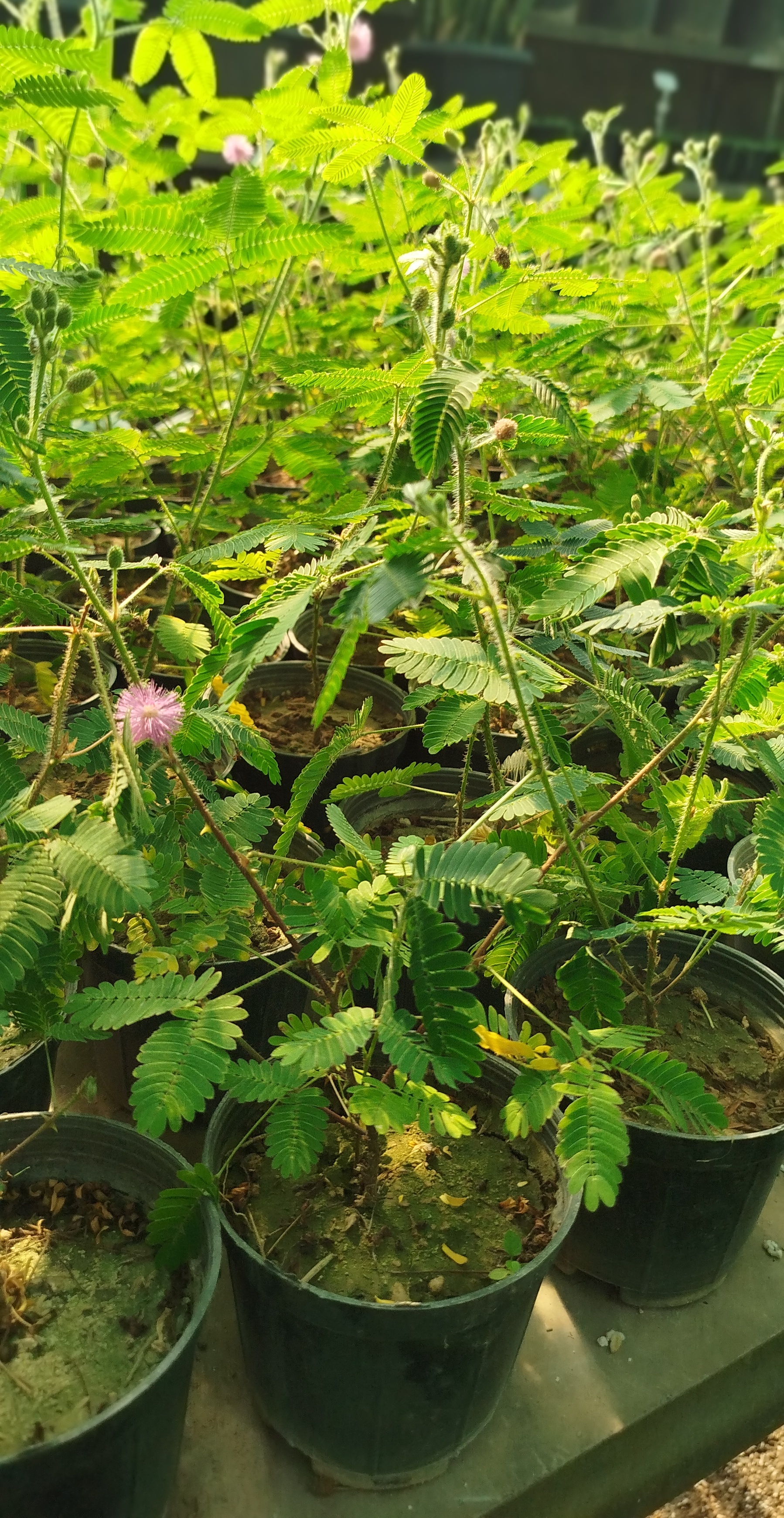 گل قهر و آشتی (Mimosa Pudica) | قیمت گیاه حساس و متحرک با گلهای صورتی - گرین نفس 🌸🌿✨