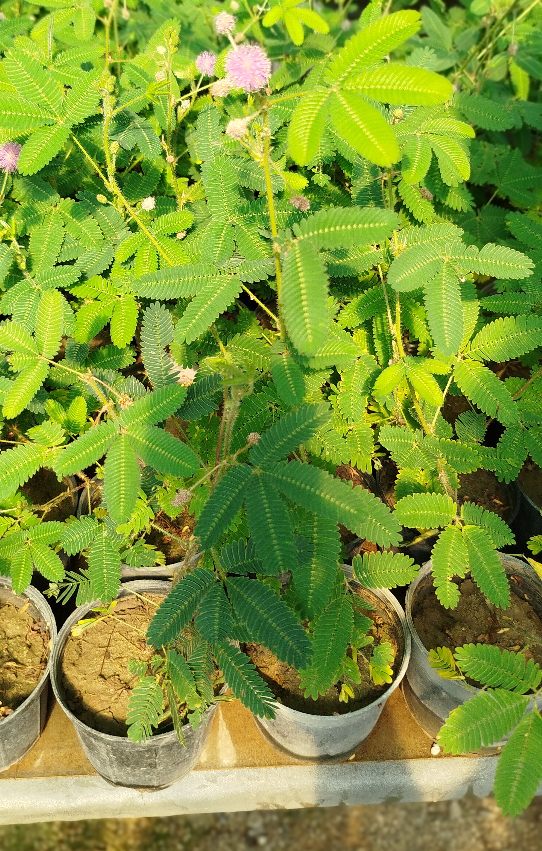 گل قهر و آشتی (Mimosa Pudica) | قیمت گیاه حساس و متحرک با گلهای صورتی - گرین نفس 🌸🌿✨