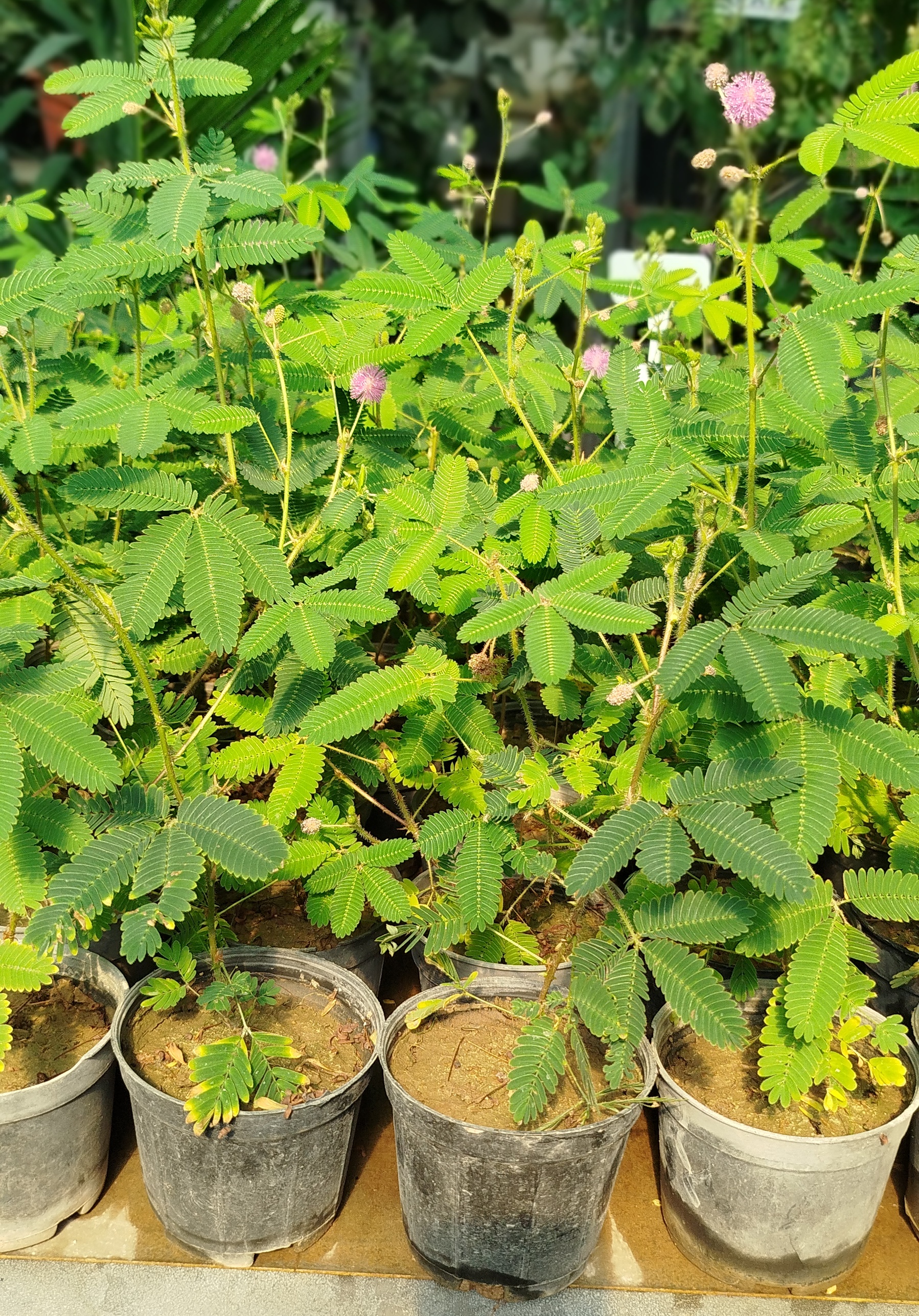 گل قهر و آشتی (Mimosa Pudica) | قیمت گیاه حساس و متحرک با گلهای صورتی - گرین نفس 🌸🌿✨