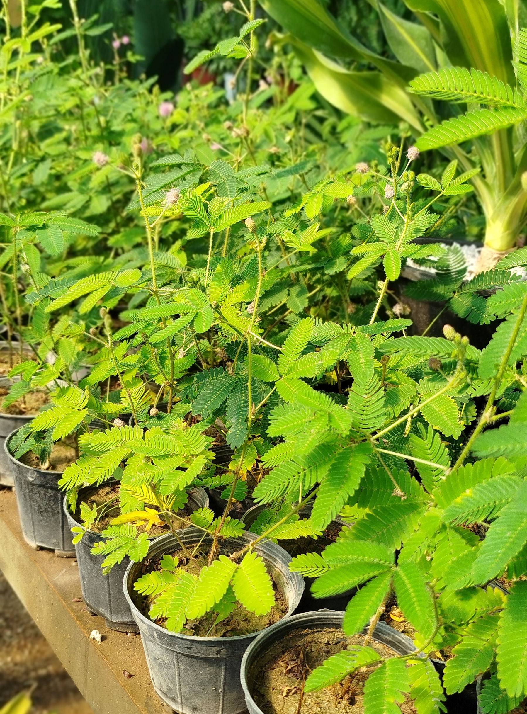 خرید-گل-قهر-و-آشتی-Mimosa-pudica-گیاه-حساس-متحرک-گلخانه-گرین-نفس-قیمت-گل-میموزا-پودیکا