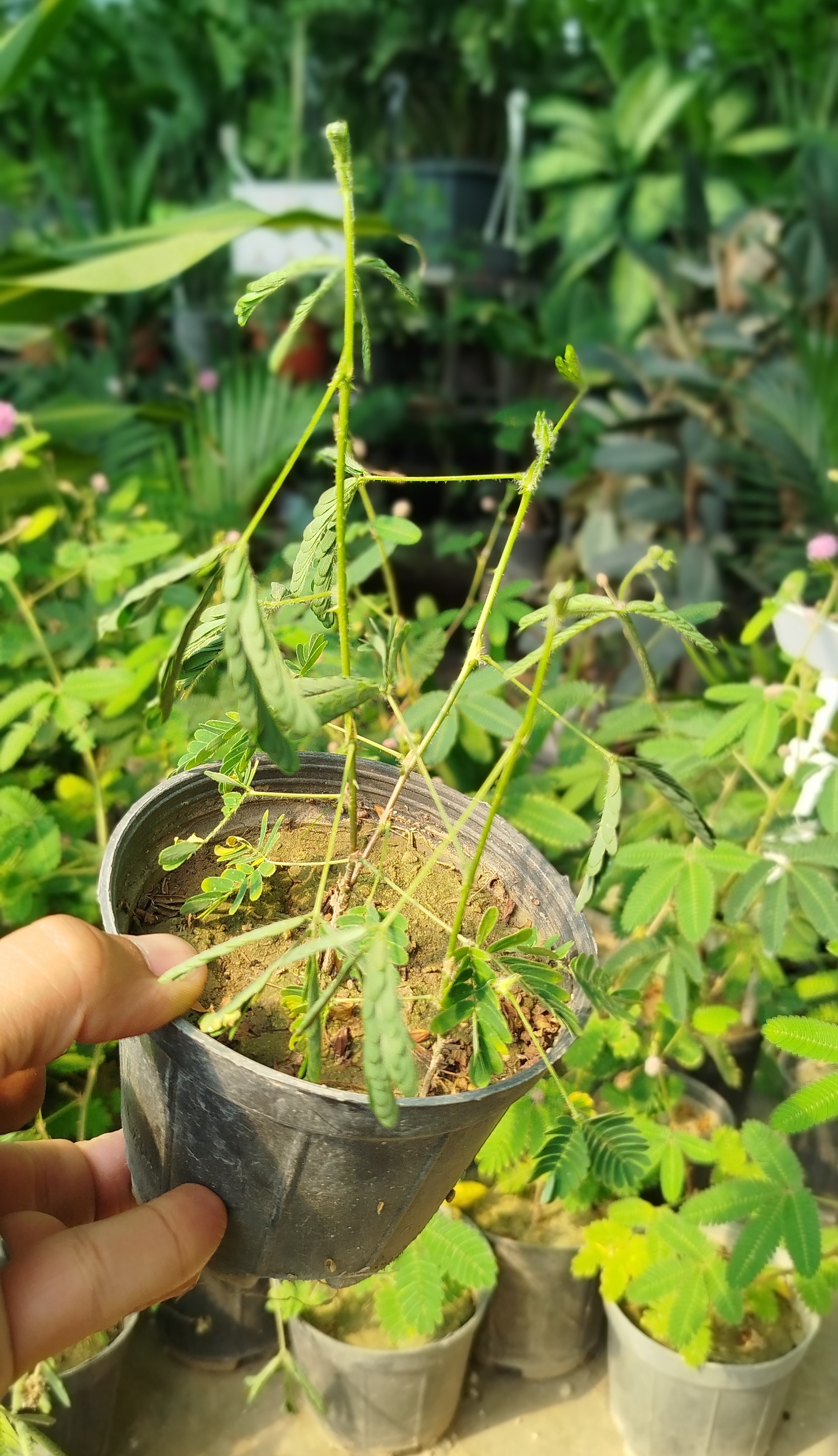 گل قهر و آشتی (Mimosa Pudica) | قیمت گیاه حساس و متحرک با گلهای صورتی - گرین نفس 🌸🌿✨